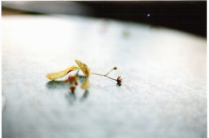 Linde im ZUG ©KatrinEissing